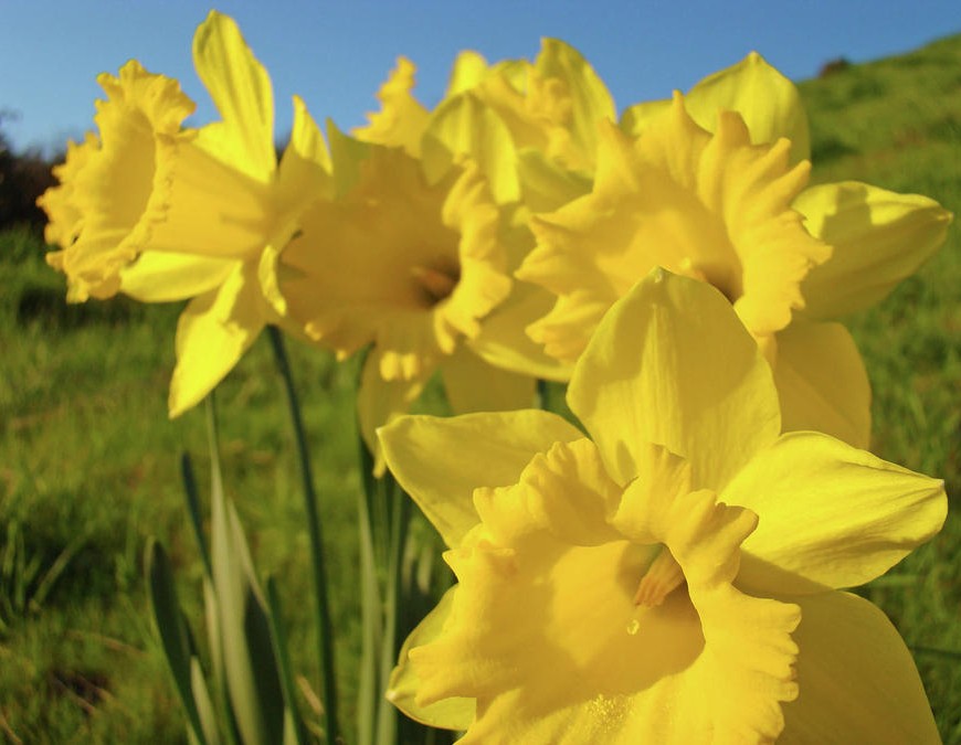Daffodil-Flower